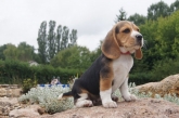 Petite Beagle Ns Au Clos Du Bonheur