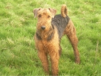 Airedale