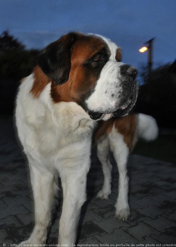 Saint-bernard poil long