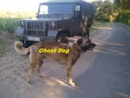 Ghost Dog De La Foret Des 4 Seig...