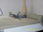 www.love-my-cats.com / Maus Egyptiens de la chatterie Em