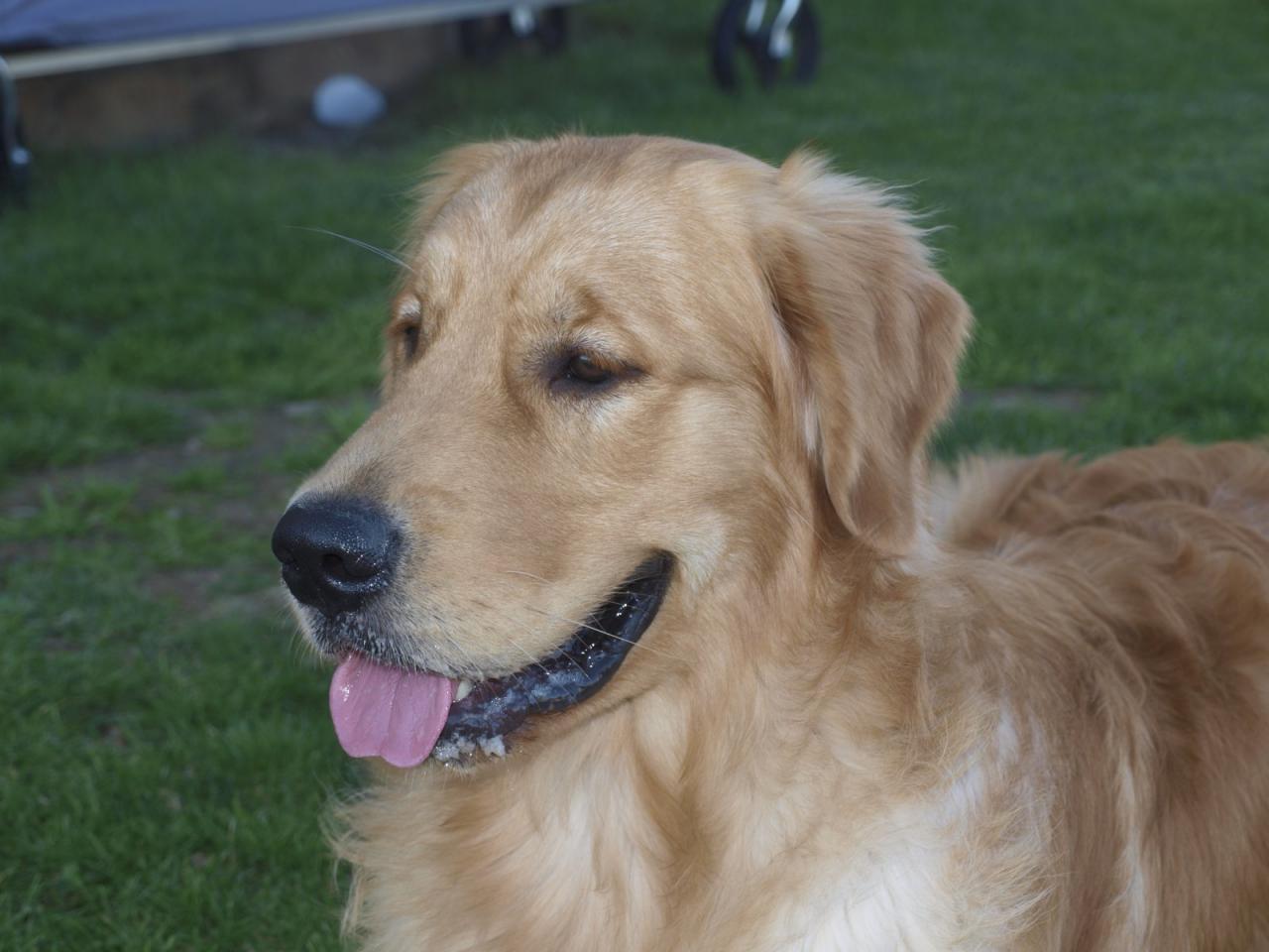 Golden retriever