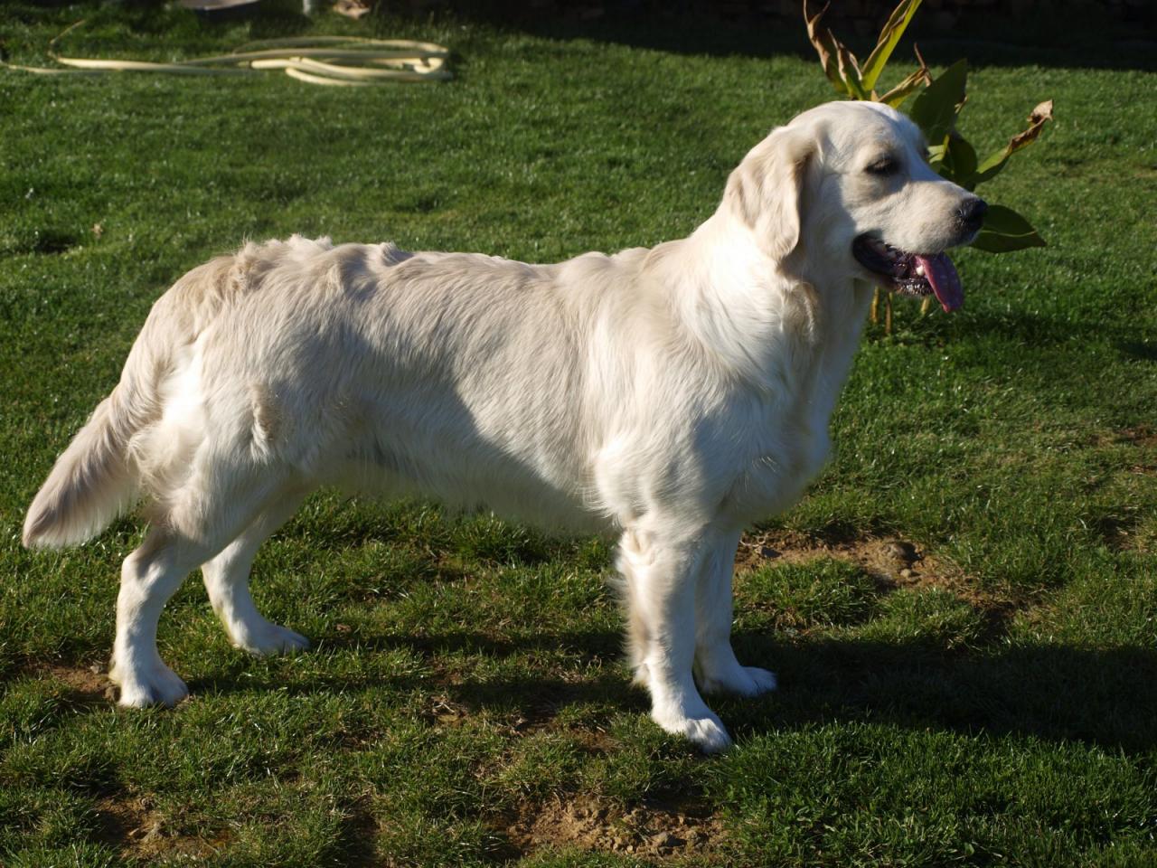 Golden retriever