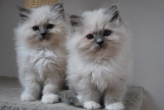 chatons blue point