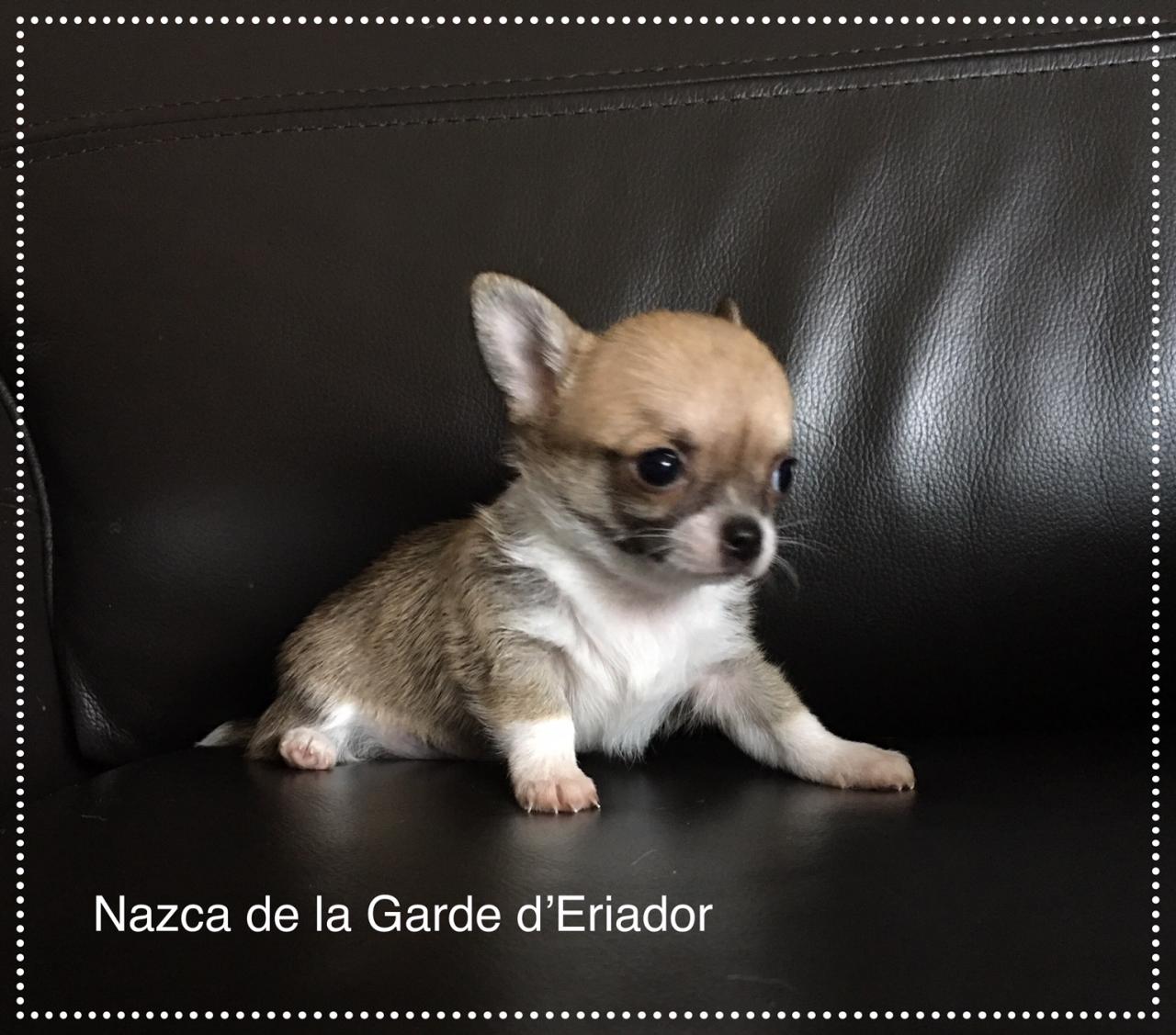 Chihuahua  poil court
