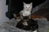 les chatons ags de 6 semaines