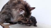 chaton femelle disponible (oxana coondumaine)
