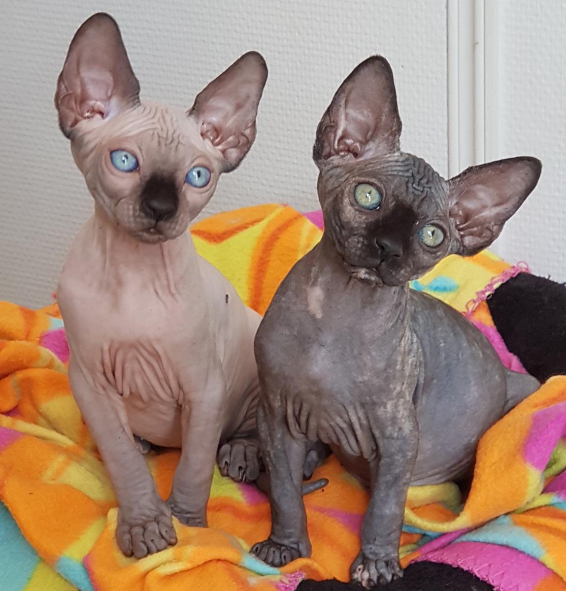 Race de chat : le Donskoy, Don hairless, Don sphynx, ou 
