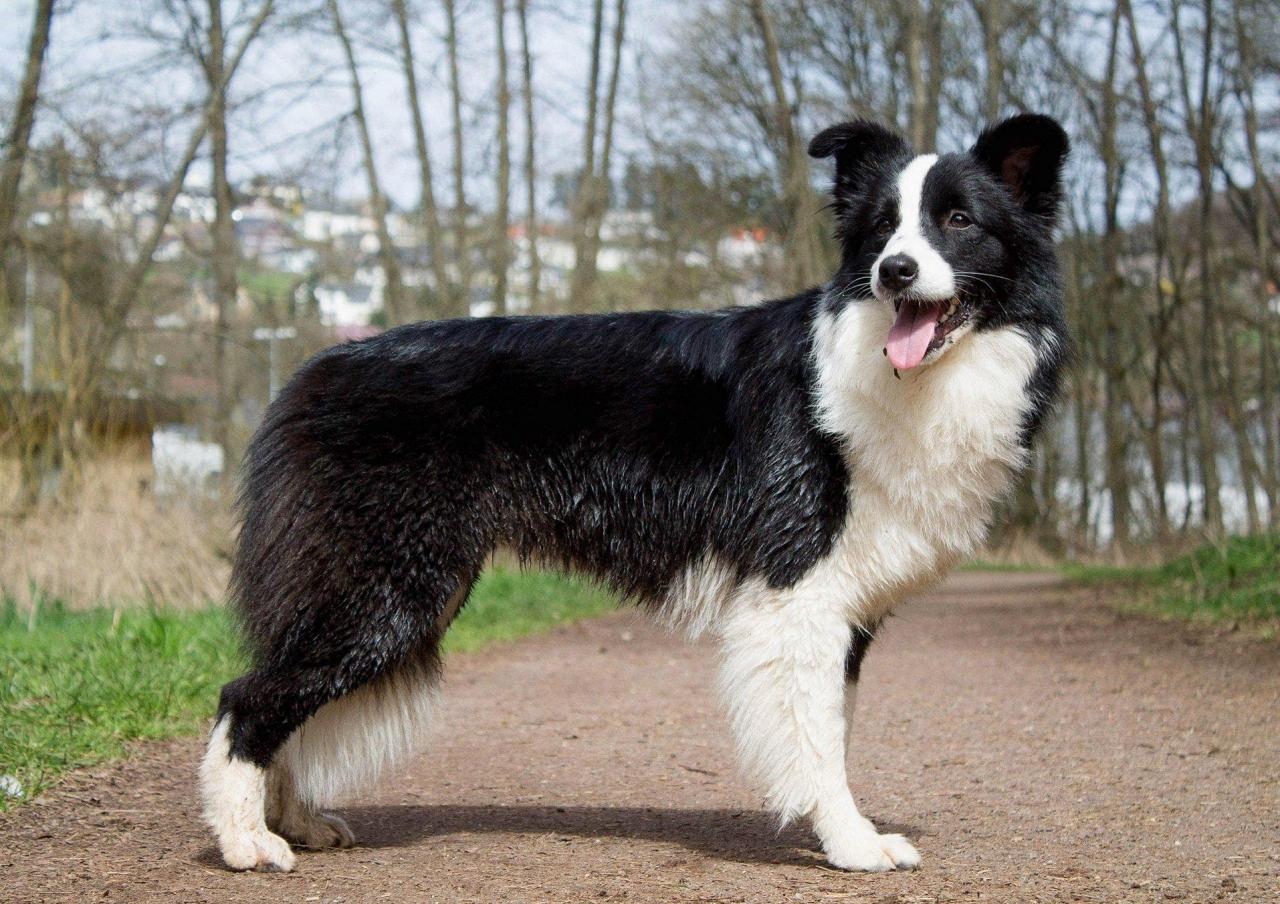 Border collie