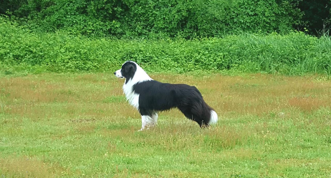 Border collie