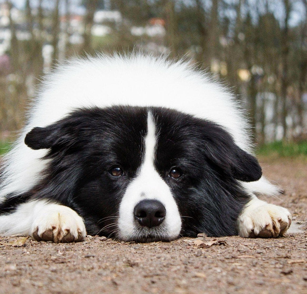 Border collie