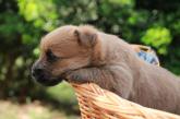 Chiot Cairn Terrier disponible