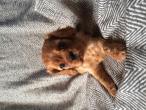 Chiot Cavalier King Charles Rubis