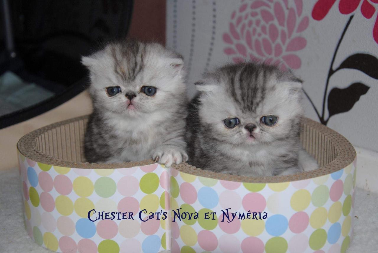 Chester Cat's Nymeria et nova