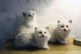 3 chatons