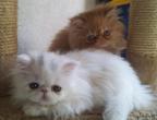 Mr Diego & Miss kitty Du Castelnou