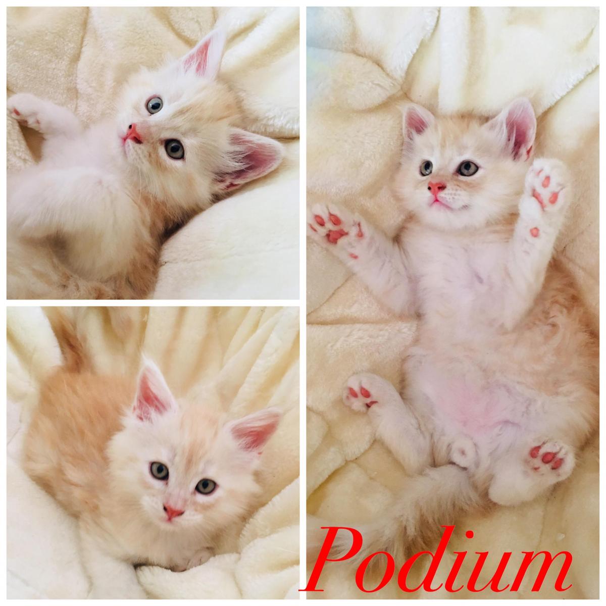 Podium red silver tabby