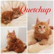 Quetchup red blotched tabby
