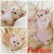 Podium red silver tabby