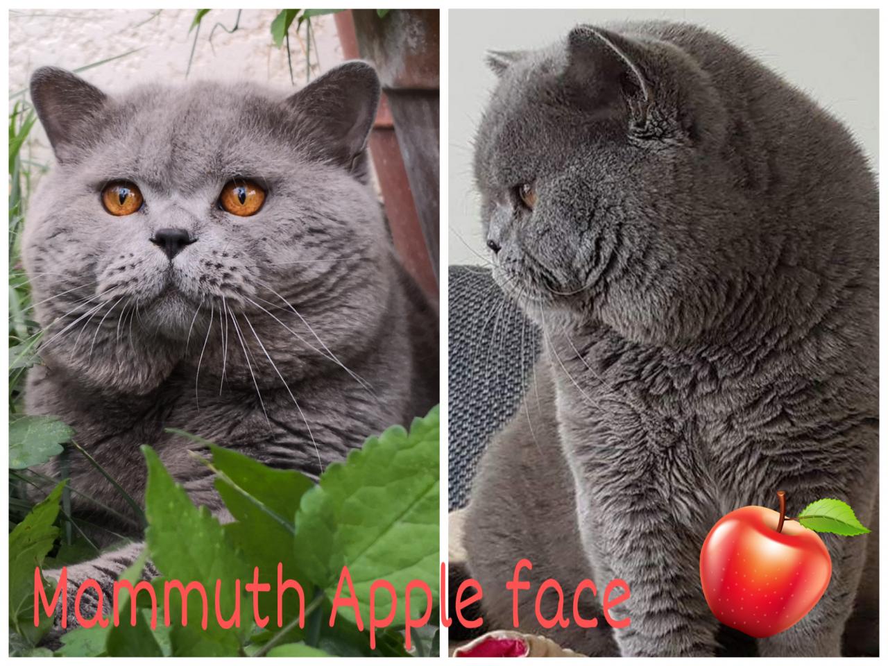 Mammuth Apple Face