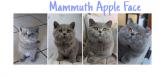 Mammuth Apple Face mâle british shorthair bleu