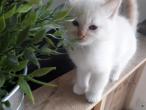 petit chaton red point