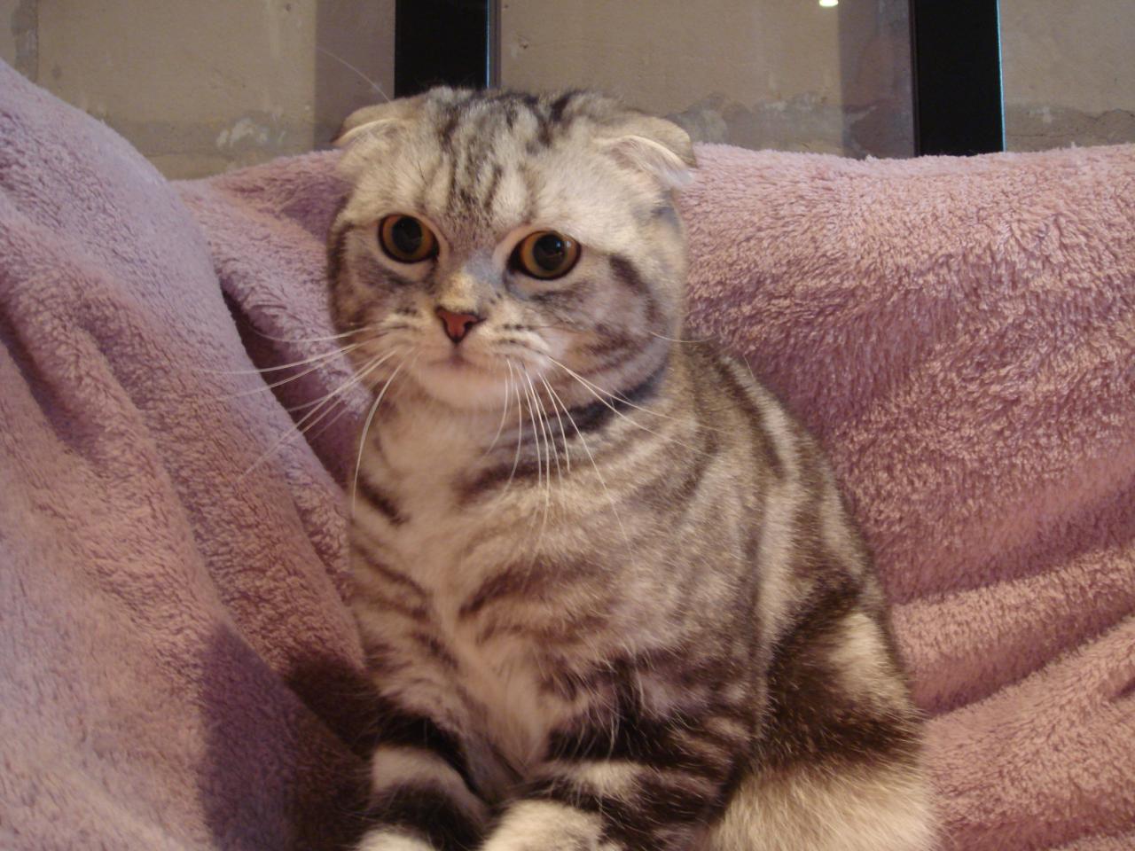 Scottish fold