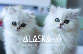 Chatterie Alaska