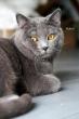 Robin, mle chartreux 1 an