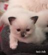 Chaton ragdoll seal point mitted