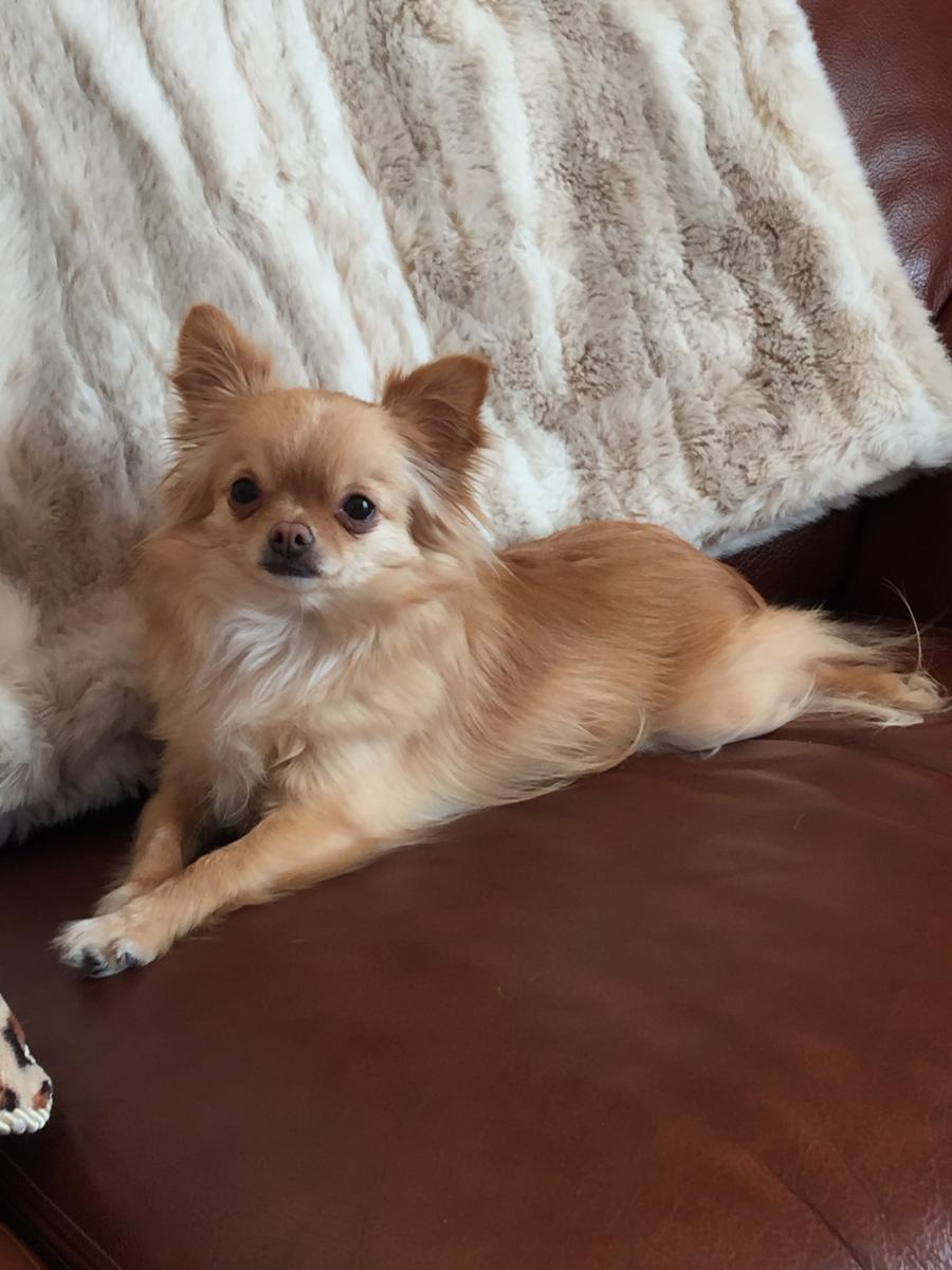 Chihuahua  poil long