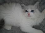 chaton bleu tabby point et blanc