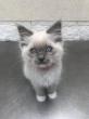 Femelle blue mitted