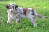 chiot rouge merle
