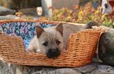 Chiot Cairn Terrier