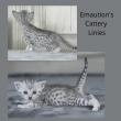 Chatterie Emaution's Cattery