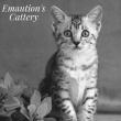 Chatterie Emaution's Cattery