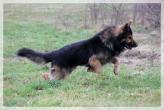 male berger allemand ancien type