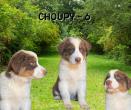Choupy 6
