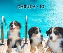 Choupy 10