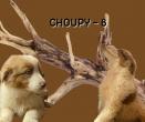 Choupy 8