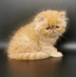 MONTANA MALE RED TABBY DISPONIBLE 2022