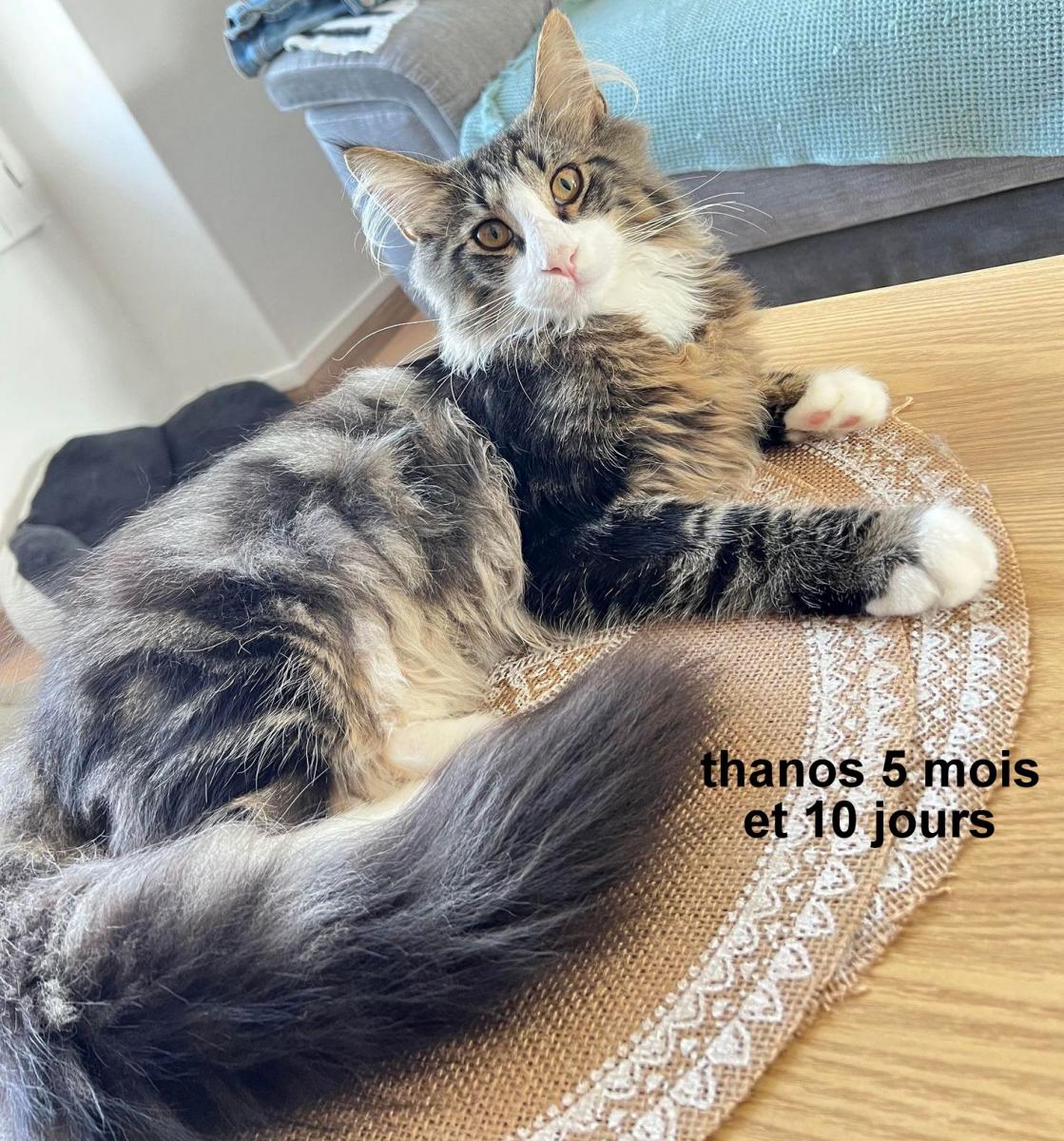 THANOS  brown blotched tabby et blanc