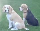 chiots des beagles du rallie sainte baume