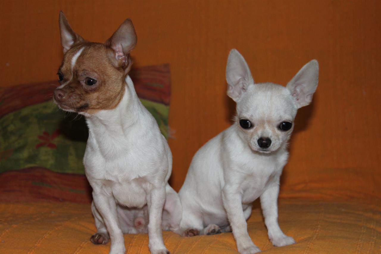 Chihuahua  poil court