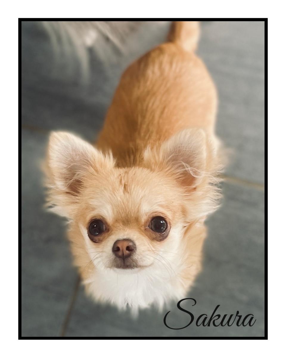 Chihuahua  poil long