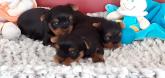 adorables bbs chiots yorkshire