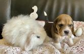 beagle et lapin