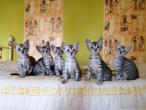 chatons silver