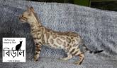 4 mles Bengal Snow Spia et Mink spotted/rosettes